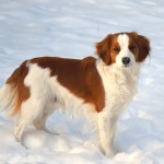 库科亨德犬-缩略图-2