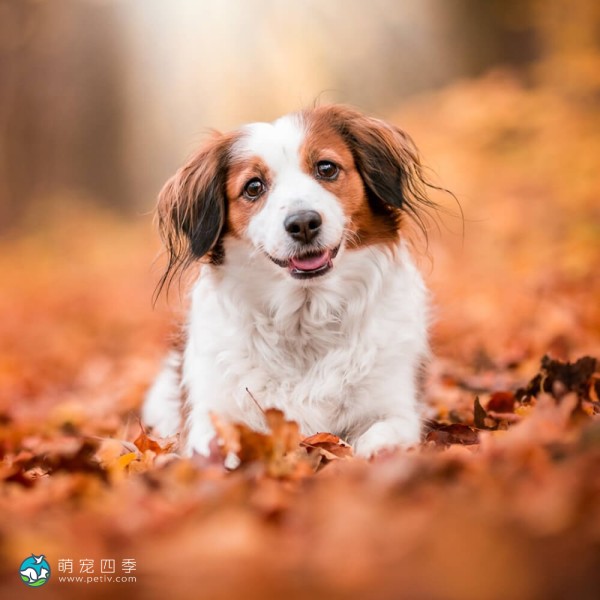 库科亨德犬-3