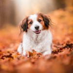 库科亨德犬-缩略图-3