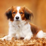 库科亨德犬-缩略图-4