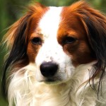 库科亨德犬-缩略图-5