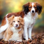 库科亨德犬-缩略图-6