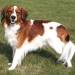 库科亨德犬-缩略图-8