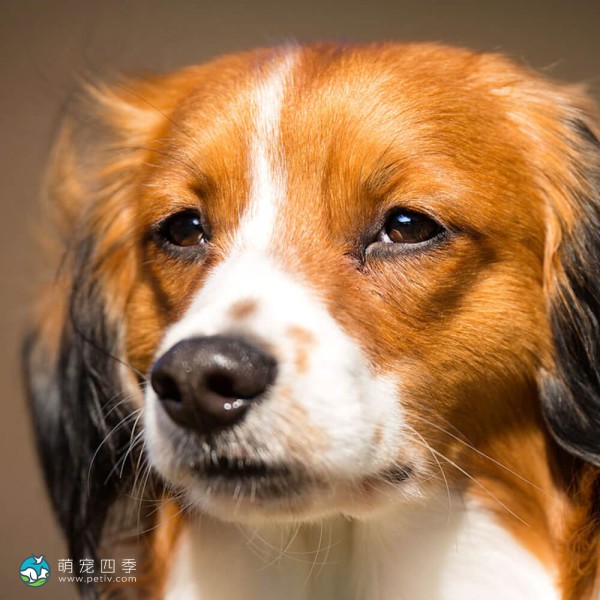 库科亨德犬-9