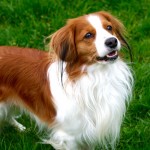 库科亨德犬-缩略图-10