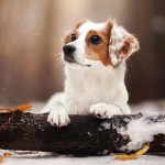 库科亨德犬-缩略图-11