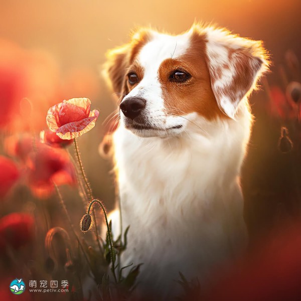 库科亨德犬-13