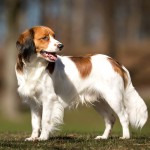 库科亨德犬-缩略图-14