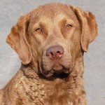 切萨皮克湾寻猎犬-缩略图-1