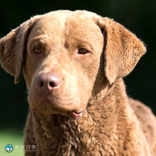 切萨皮克湾寻猎犬-2