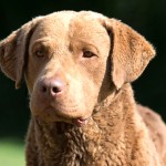 切萨皮克湾寻猎犬-缩略图-2