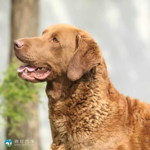 切萨皮克湾寻猎犬-3