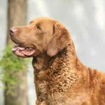 切萨皮克湾寻猎犬-缩略图-3