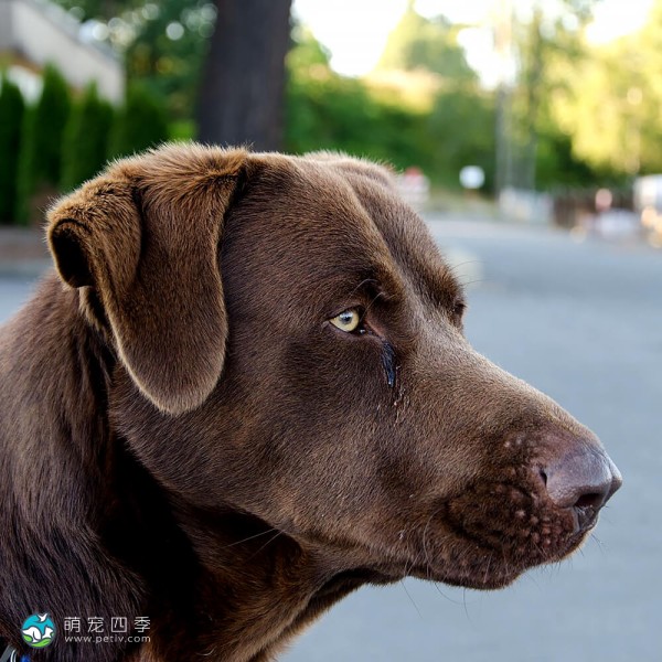 切萨皮克湾寻猎犬-4