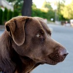 切萨皮克湾寻猎犬-缩略图-4