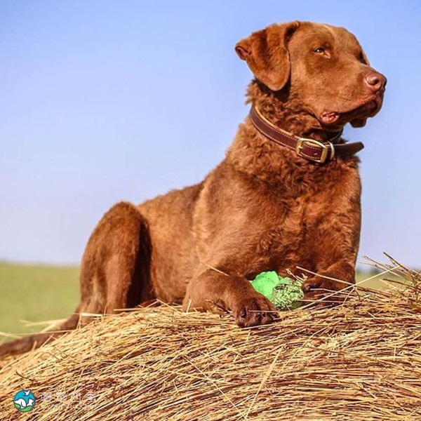 切萨皮克湾寻猎犬-5
