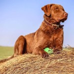 切萨皮克湾寻猎犬-缩略图-5