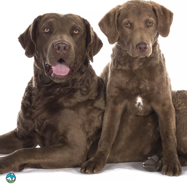 切萨皮克湾寻猎犬-6