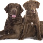 切萨皮克湾寻猎犬-缩略图-6