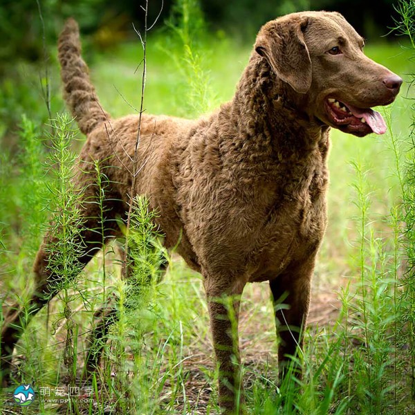 切萨皮克湾寻猎犬-7