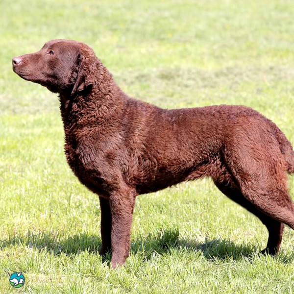 切萨皮克湾寻猎犬-8