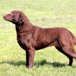 切萨皮克湾寻猎犬-缩略图-8