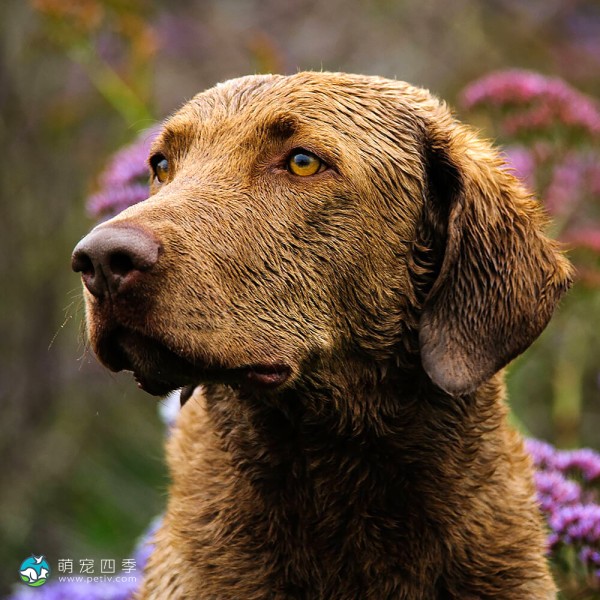 切萨皮克湾寻猎犬-9