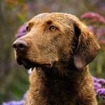 切萨皮克湾寻猎犬-缩略图-9