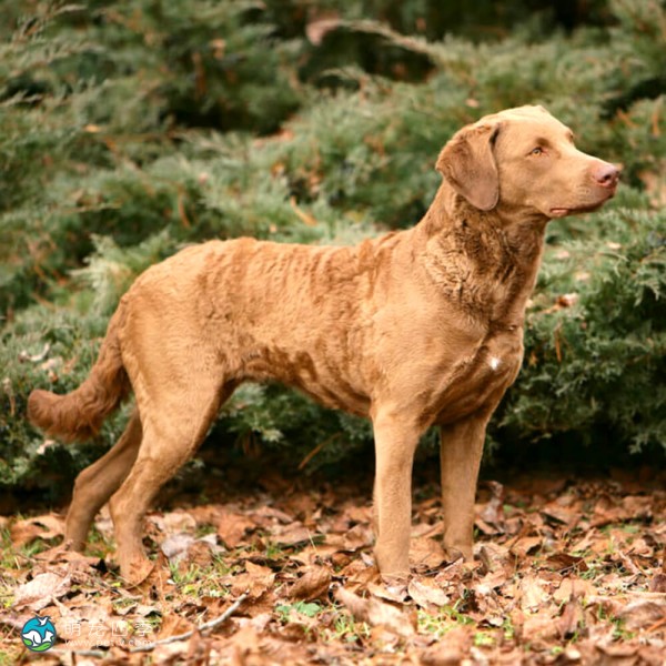 切萨皮克湾寻猎犬-10