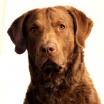 切萨皮克湾寻猎犬-缩略图-11