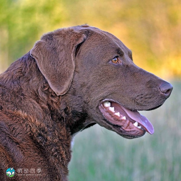 切萨皮克湾寻猎犬-12