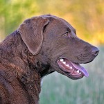 切萨皮克湾寻猎犬-缩略图-12