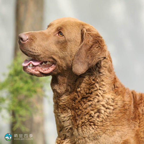 切萨皮克湾寻猎犬-13