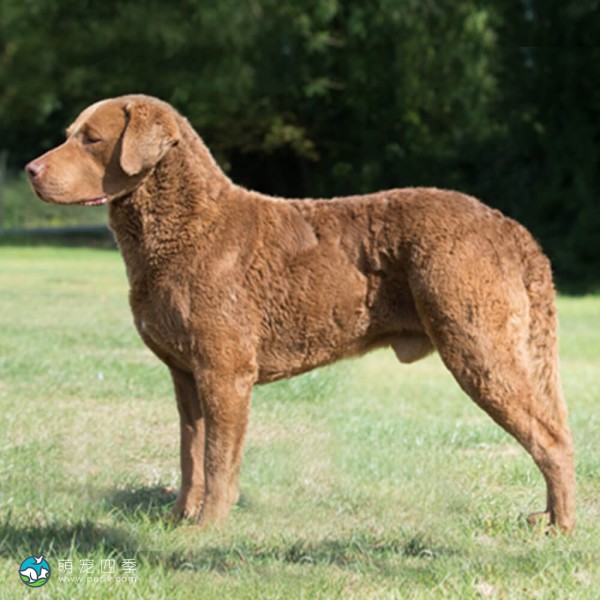 切萨皮克湾寻猎犬-14