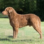 切萨皮克湾寻猎犬-缩略图-14