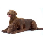 切萨皮克湾寻猎犬-缩略图-15