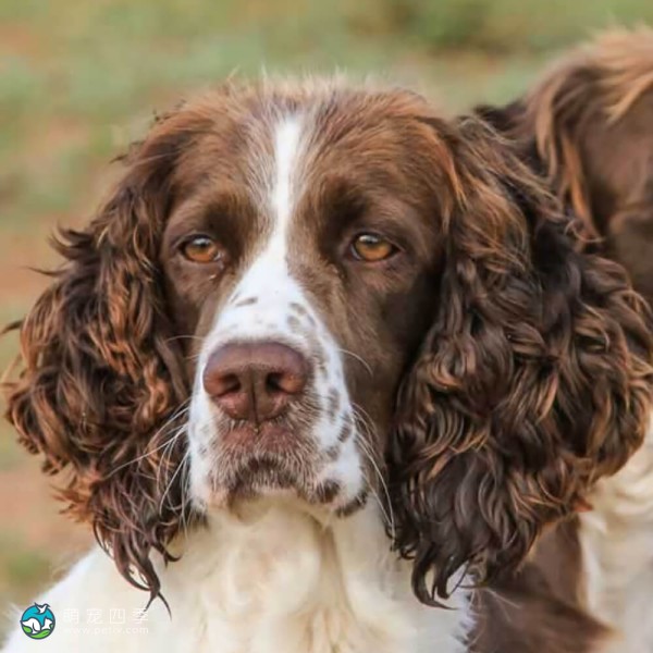 英国史宾格犬-1