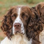 英国史宾格犬-缩略图-1