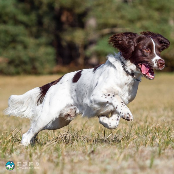 英国史宾格犬-2