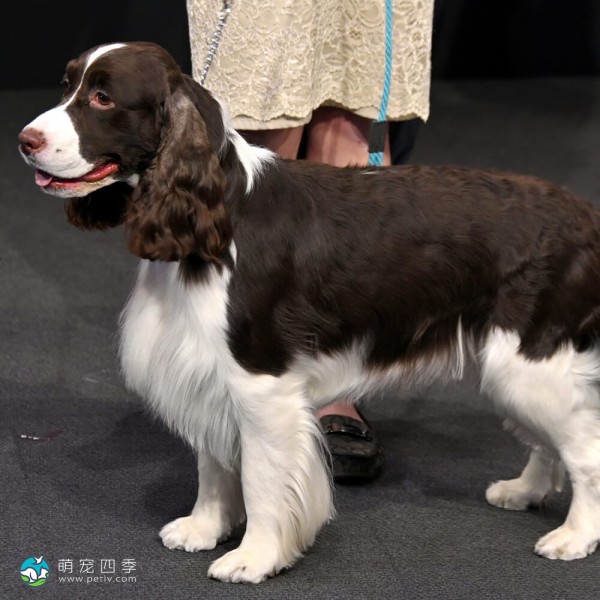 英国史宾格犬-3