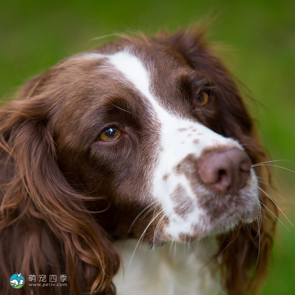 英国史宾格犬-4