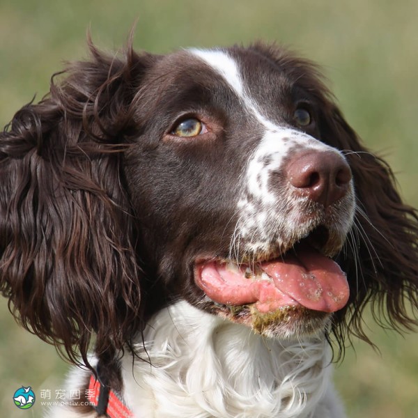 英国史宾格犬-5