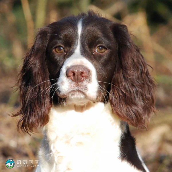 英国史宾格犬-6