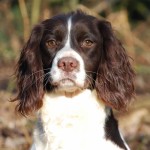 英国史宾格犬-缩略图-6