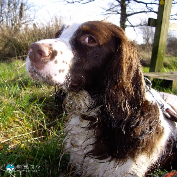 英国史宾格犬-7