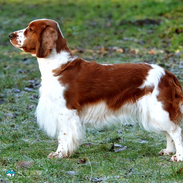 威尔士史宾格犬-1
