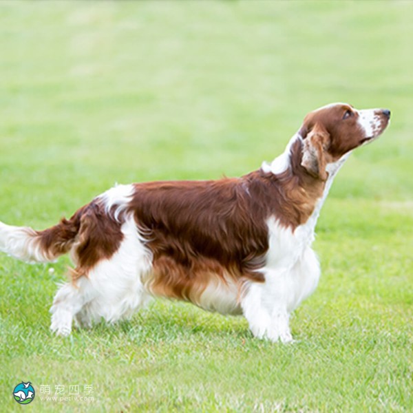 威尔士史宾格犬-2
