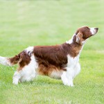 威尔士史宾格犬-缩略图-2