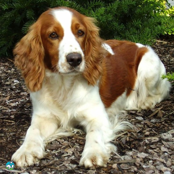 威尔士史宾格犬-3