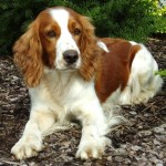 威尔士史宾格犬-缩略图-3